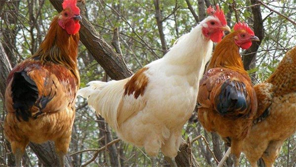 蛋雞復(fù)合預(yù)混合飼料